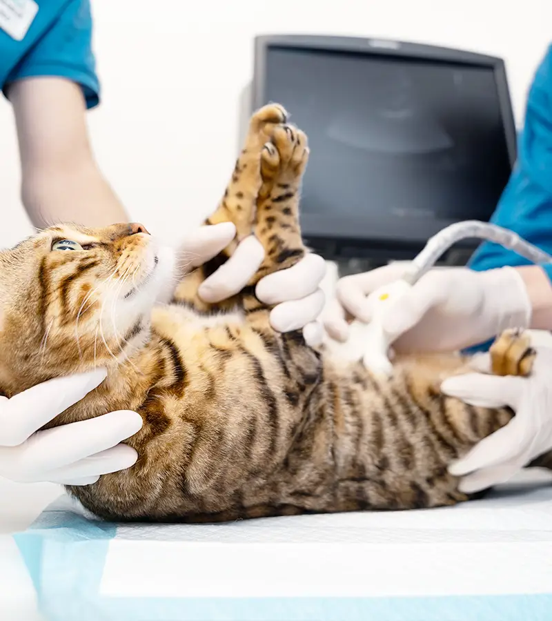 cardiologia veterinaria clinica i ronchi