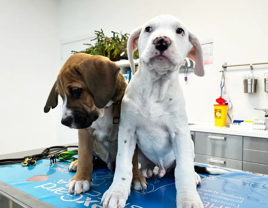 centro veterinario gallarate i ronchi