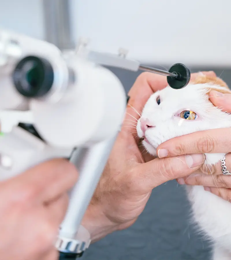 oftalmologia veterinaria clinica i ronchi gallarate