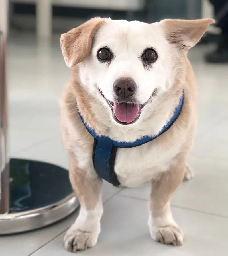 oncologia veterinaria clinica i ronchi gallarate