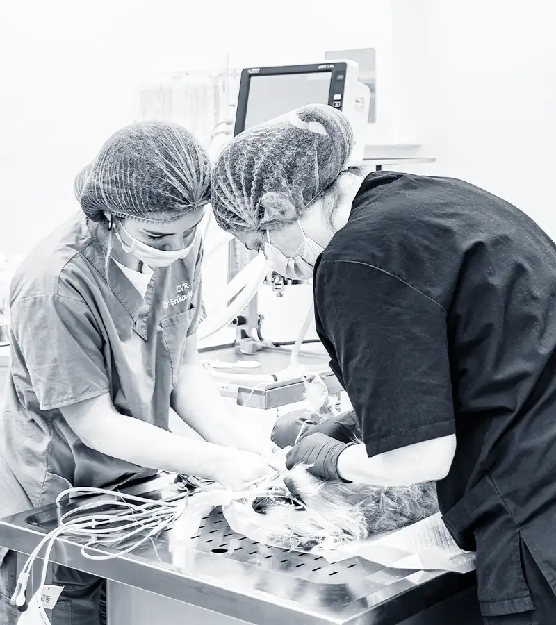 pronto soccorso veterinario chirurgia h24